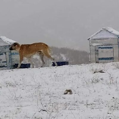 PET ŞİŞELER İLE SOKAK KÖPEKLERİ İÇİN KULÜBELER YAPILDI